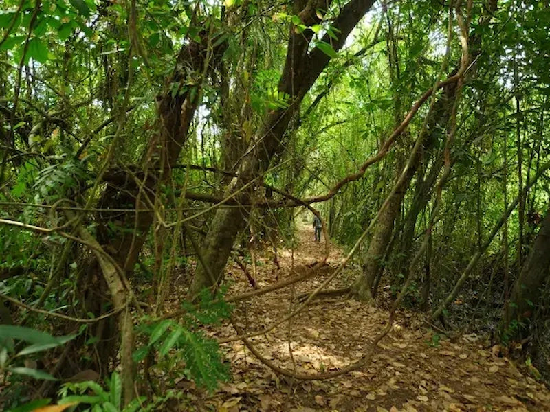 Renovated pathway and lush greenery inside Kumarakom Bird Sanctuary Kerala