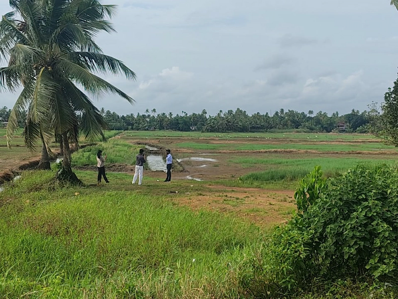Scenic view of coconut palms standing near lush green paddy fields in Kumarakom village