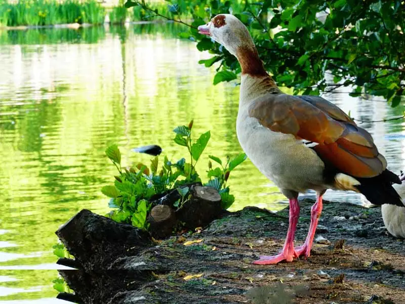 Egyptian goose standing on the waterbank at Kumarakom Bird Sanctuary in Kottayam Kerala