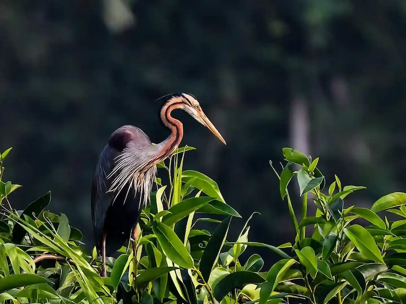 Indian darter bird perched among green foliage at Kumarakom Bird Sanctuary during monsoon in Kerala