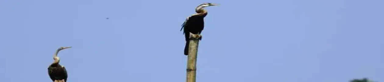 Kumarakom Bird Sanctuary
